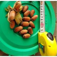 Саджанець Фундук Акорн